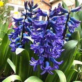Delft Blue Hyacinth (Hyacinthus orientalis Delft Blue) Img 5